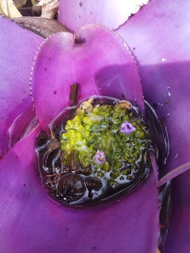 Neoregelia concentrica, photograph 4
