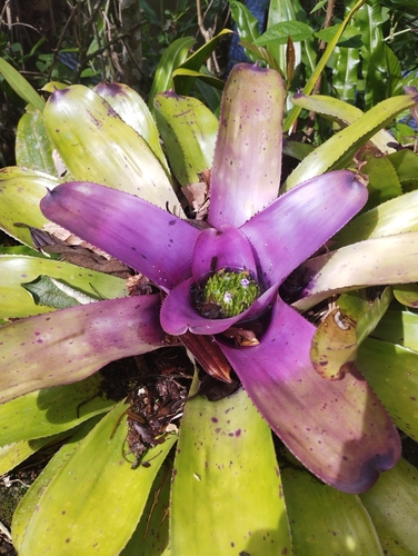 Neoregelia concentrica, photograph 5