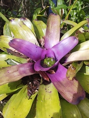 (c) Victor Hugo B. Galvão, some rights reserved (CC BY) Neoregelia concentrica, photograph (c) Victor Hugo B. Galvão, some rights reserved (CC BY)