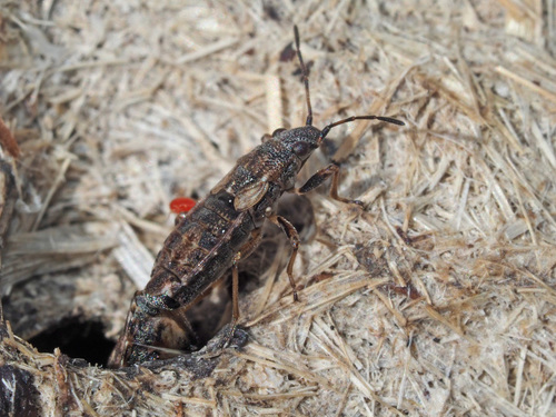 Žilinė Dirvablakė nuotrauka