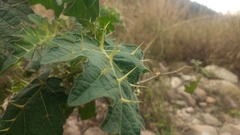 Solanum aculeatissimum