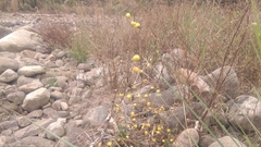 Solanum aculeatissimum