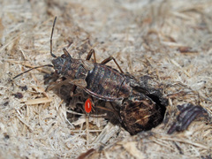 Nithecus jacobaeae