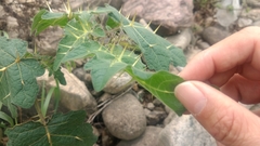 Solanum aculeatissimum