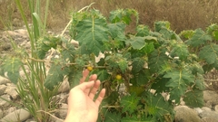 Solanum aculeatissimum