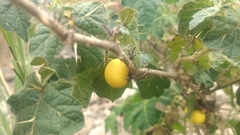 Solanum aculeatissimum