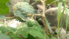 Solanum aculeatissimum