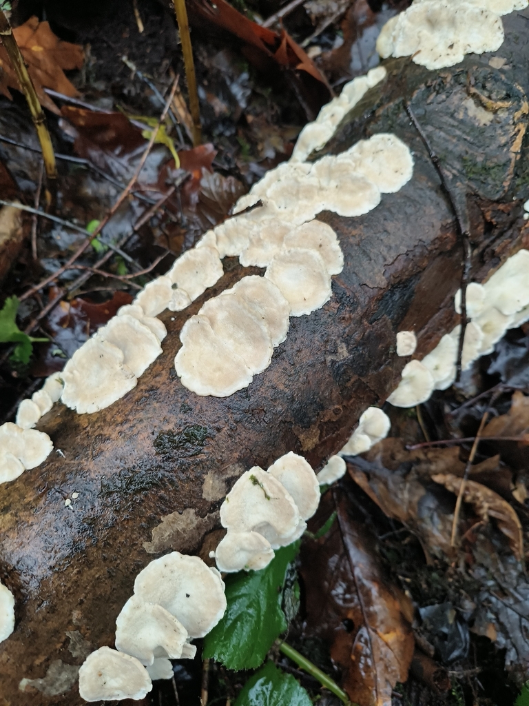 Byssomerulius corium · December 2025 · photo: © janewilcock (iNaturalist, cc0)