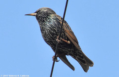 Sturnus vulgaris