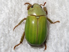 Pelidnota prasina