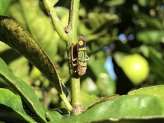 Dilobopterus instratus