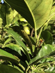 Dilobopterus instratus