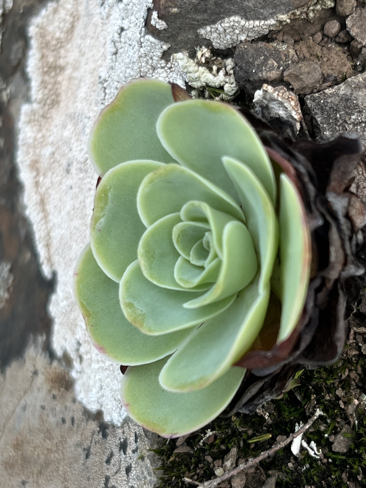 Sempervivum calyciforme Haw.