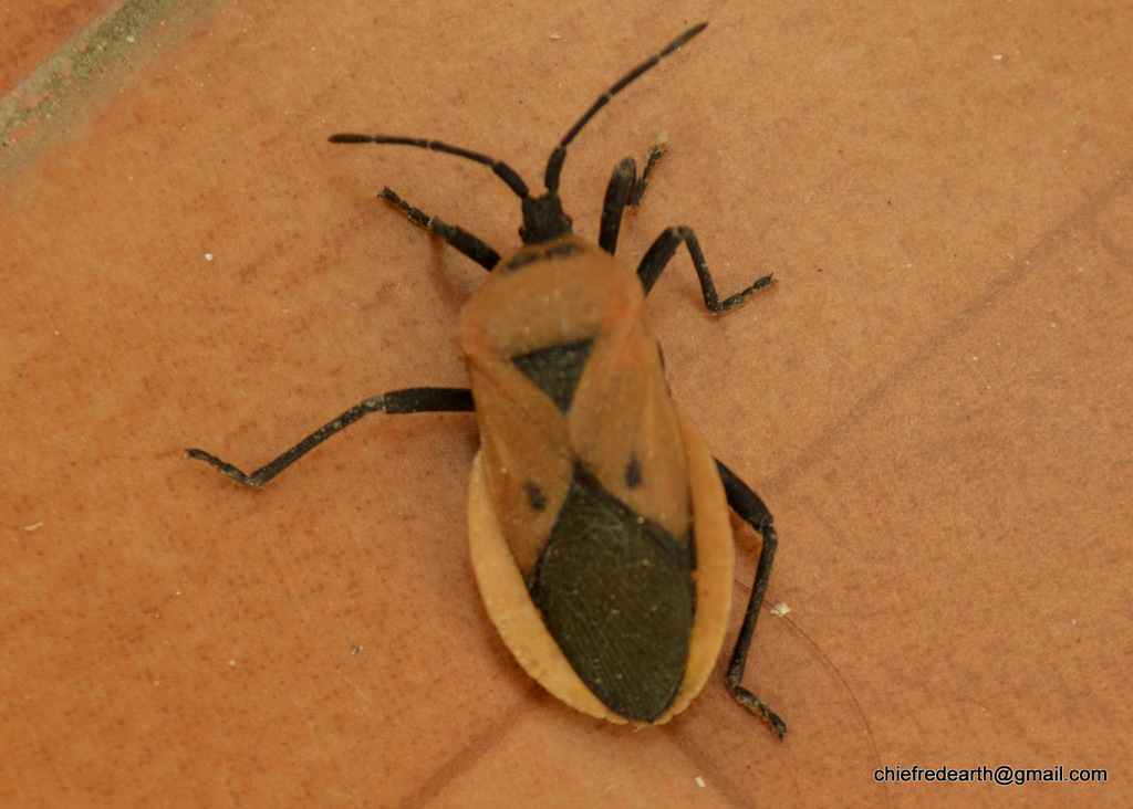 Brachytes
