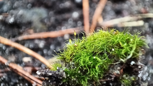 Dicranella cerviculata observed 2025-12-13