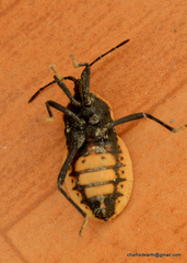 Brachytes bicolor