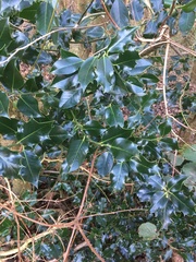 Ilex aquifolium