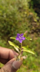 Hydrolea zeylanica