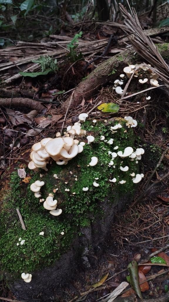 Favolus brasiliensis · December 2025 · photo: © victorbart1 (iNaturalist, cc-by)