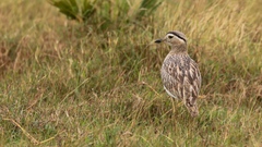 Burhinus bistriatus