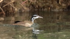 Heliornis fulica