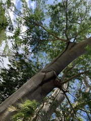 Enterolobium cyclocarpum