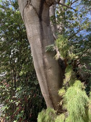 Enterolobium cyclocarpum