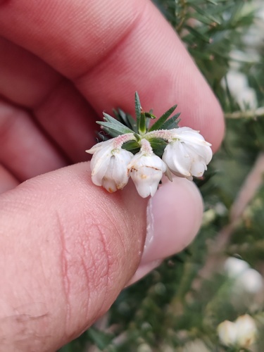 Bearded Heath (Erica triflora)
