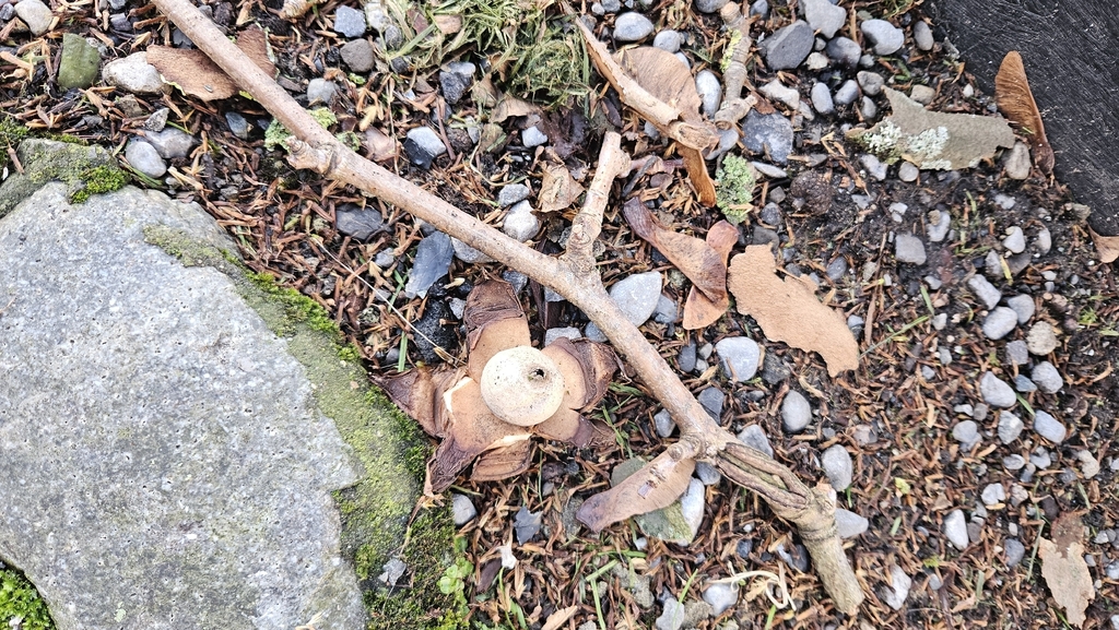 Geastrum michelianum · December 2025 · photo: © rust_bucket (iNaturalist, cc-by)