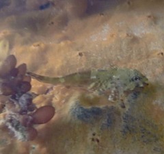 Bovichtus angustifrons