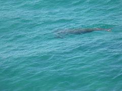 Dugong dugon