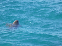 Dugong dugon