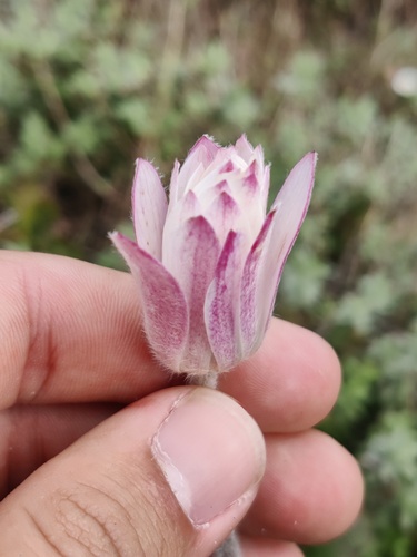 Cape Windflower (Knowltonia tenuifolia)