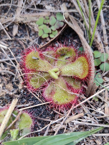 Peninsula Sundew (Drosera cuneifolia)