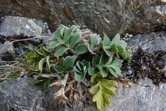 Anisotome pilifera