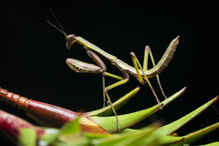 Notomantis brunneriana