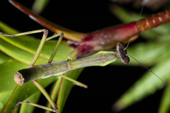 Notomantis brunneriana