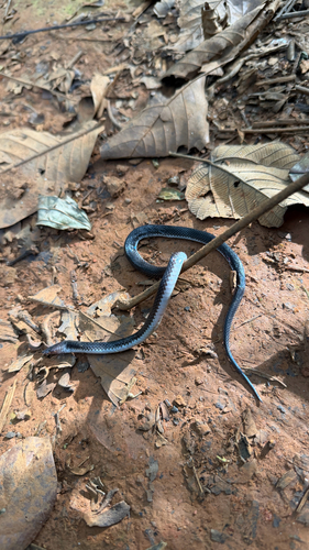 Colombian Earth Snake