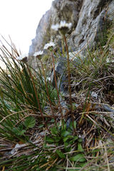 Brachyscome longiscapa