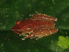 Nyctixalus pictus
