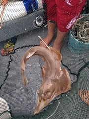 Aptychotrema rostrata