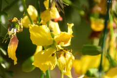 Parkinsonia aculeata