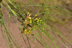 Parkinsonia aculeata