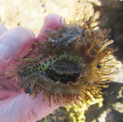 Monoplex parthenopeus