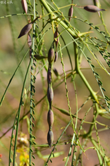 Parkinsonia aculeata