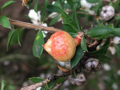 Eremococcus turbinatus