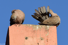 Streptopelia decaocto