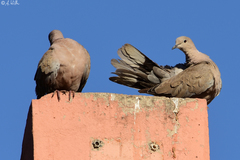 Streptopelia decaocto