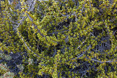Coprosma fowerakeri