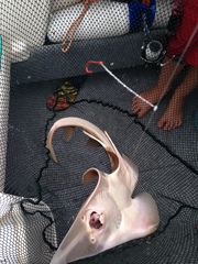 Aptychotrema rostrata